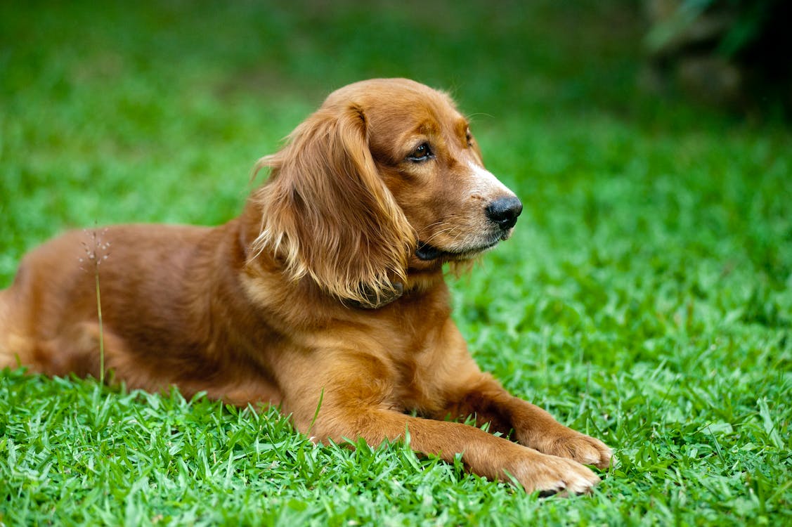 Why-Relaxing-Solutions-for-Dogs-Are-Essential-Investments